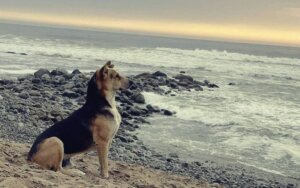 The Story of Vaguito, the Peruvian Hachiko