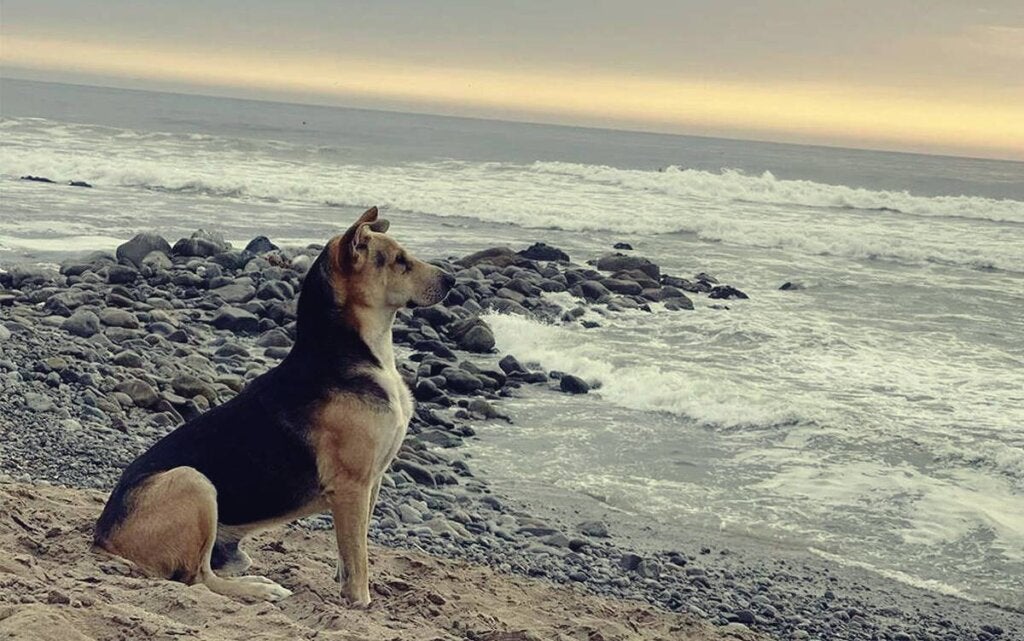 The Story of Vaguito, the Peruvian Hachiko