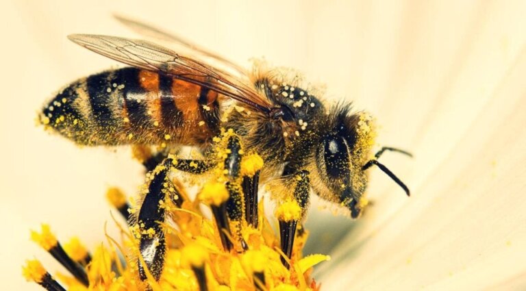 Bees Can Do Math, Research Claims