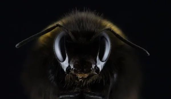 Ett bi som tittar på dig