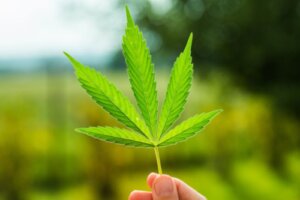 Debunking a Curious Myth About Marijuana