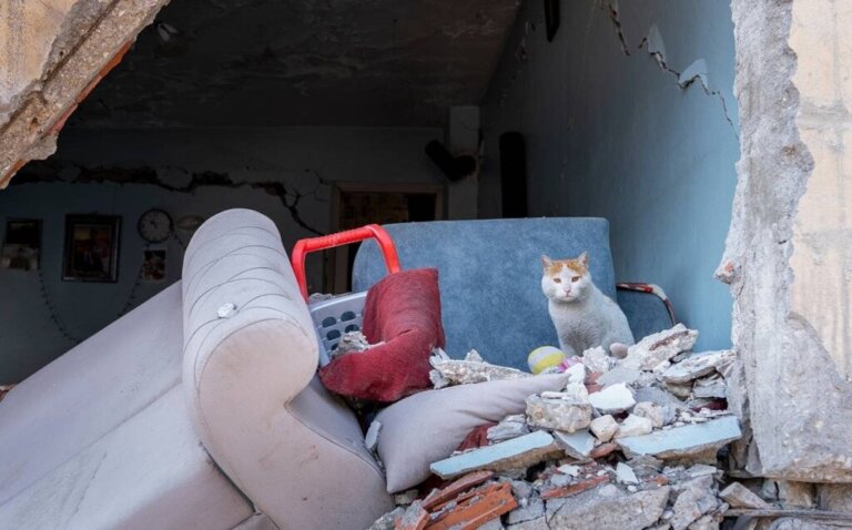 Enkaz, the Cat Rescued in the Turkey Earthquake