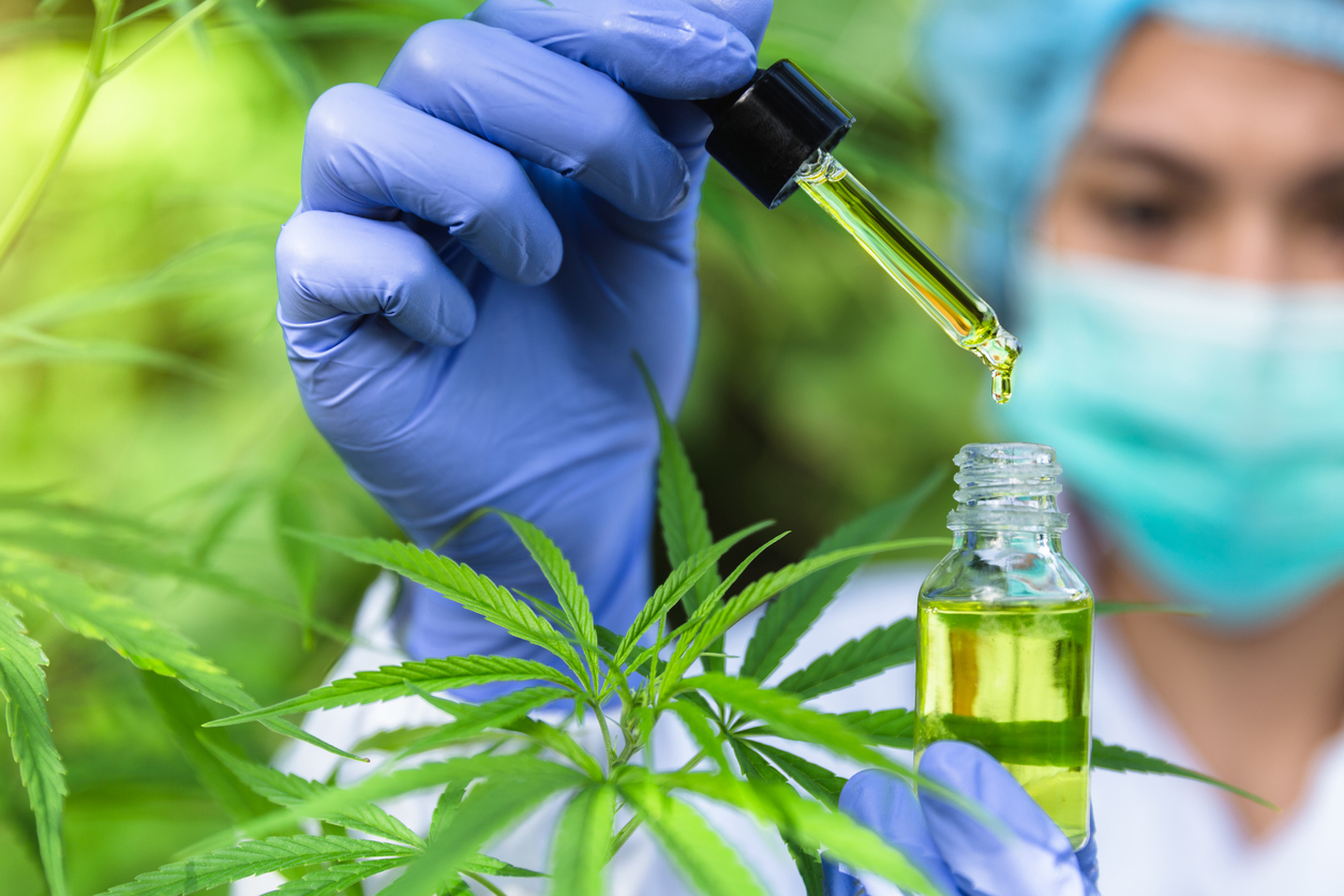 A lab technician working with cannabis.